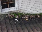 Dirty roofs are a problem that can be solved